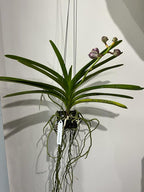 Vanda Fuchs Delight (Black) - IN SPIKE NOW!