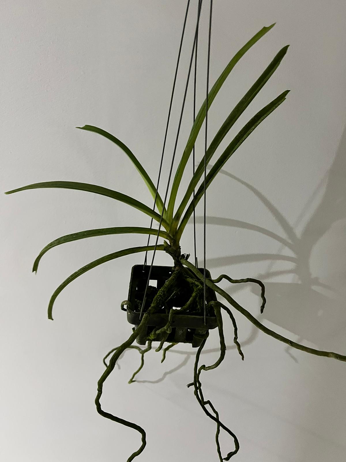 (In Spike Now) Rhynchostylis Gigantea Cartoon (Fragrant)