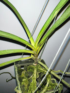 (In Spike Now) Rhynchostylis Gigantea Cartoon (Fragrant)