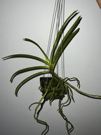 (In Spike Now) Rhynchostylis Gigantea Cartoon (Fragrant)