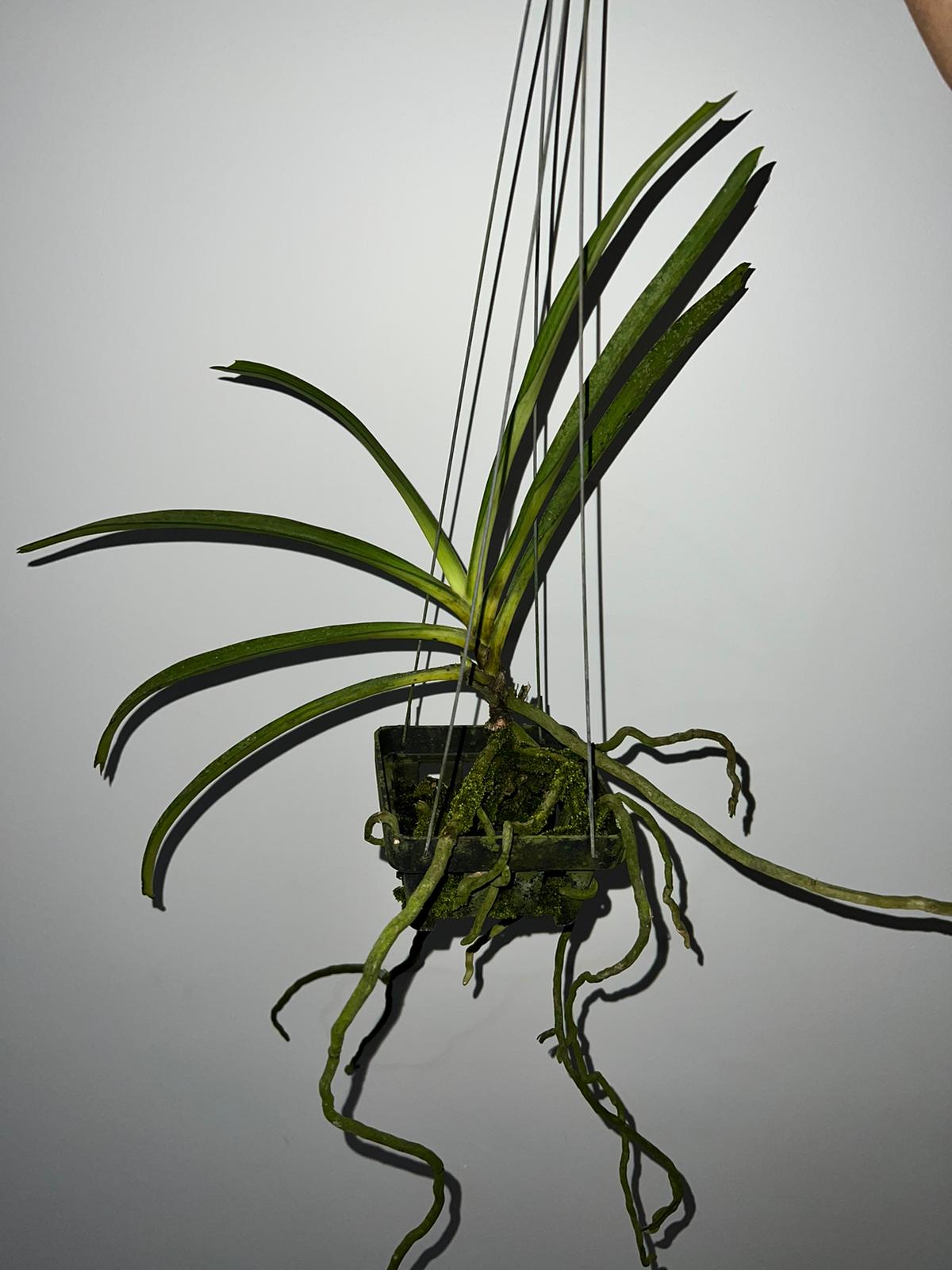 (In Spike Now) Rhynchostylis Gigantea Cartoon (Fragrant)