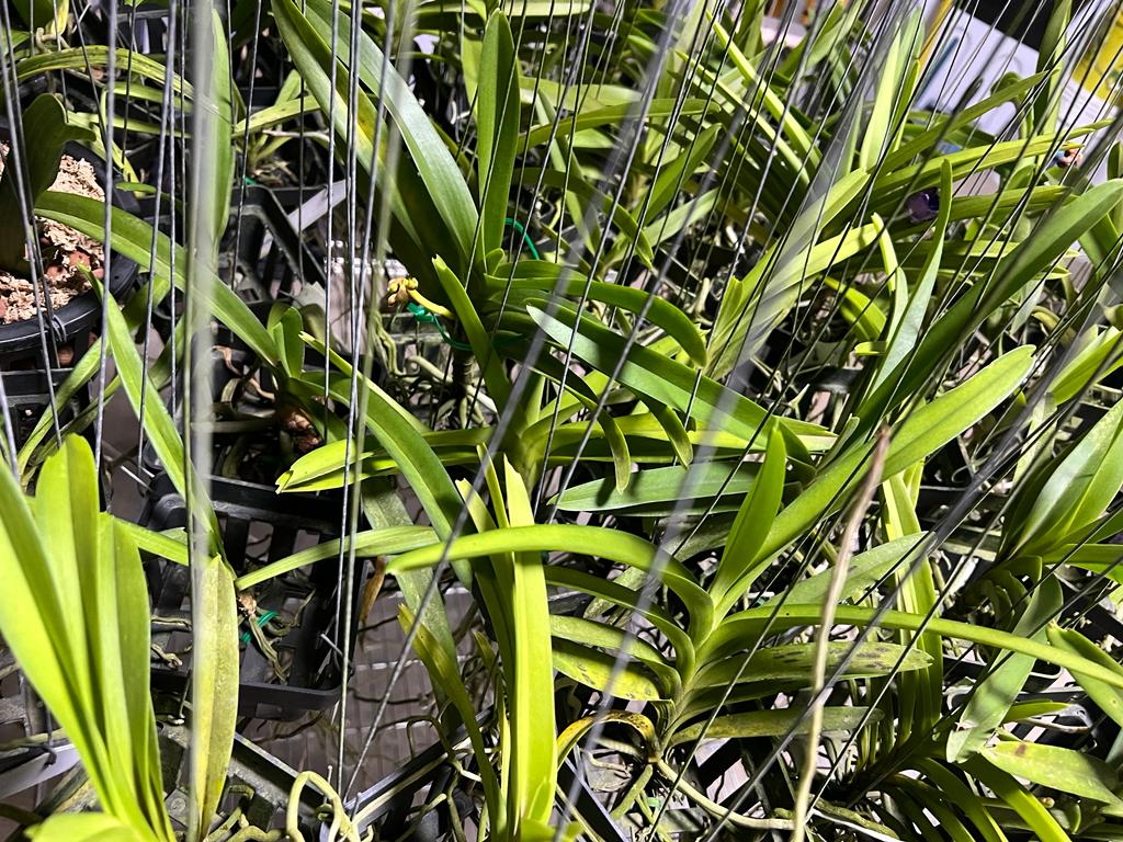 Vanda Mungkud X Tessellata X Mimi Palmer
