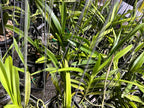 Vanda Mungkud X Tessellata X Mimi Palmer