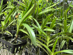 Vanda Mungkud X Tessellata X Mimi Palmer
