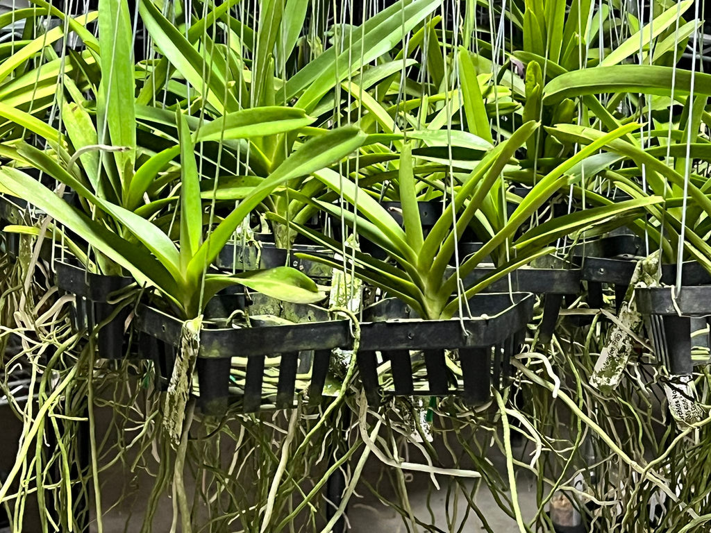 Vanda Mungkud X Tessellata X Mimi Palmer