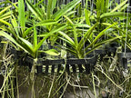 Vanda Mungkud X Tessellata X Mimi Palmer