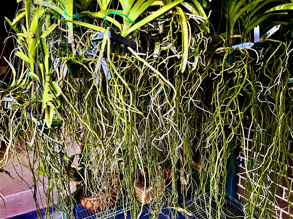 Vanda Pakchong Blue (BLOOMING SIZE)