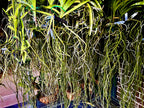 Vanda Tubtim Velvet (V. Jenny Donald × Kultana Gold) FLOWERING SIZE