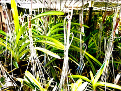 Ascocenda Laksi 'Red' x Vandachostylis Thailand (FLOWERING SIZE)