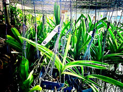 Ascocenda Laksi 'Red' x Vandachostylis Thailand (FLOWERING SIZE)