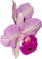 Cattleya Ann- Marie Hudson x Cattleya Penny Kuroda 'Southern Cross (4N)'