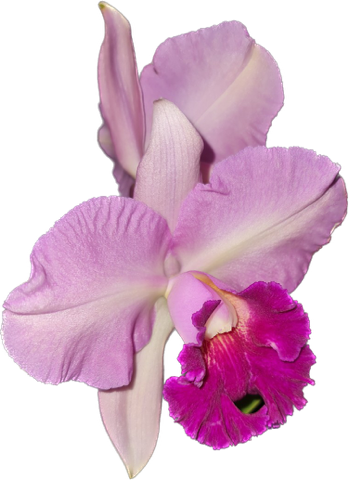 Cattleya Ann- Marie Hudson x Cattleya Penny Kuroda 'Southern Cross (4N)'