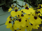 TOP Oncidium Alosuka 'Claire' X Gom. Golden Drops "Spots'