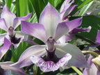 Zygonisia Cynosure 'Blue Birds