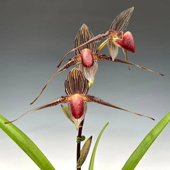 Paph. Gary Romagna x Rothschildianum Night Wish (Multifloral Slipper Orchid)