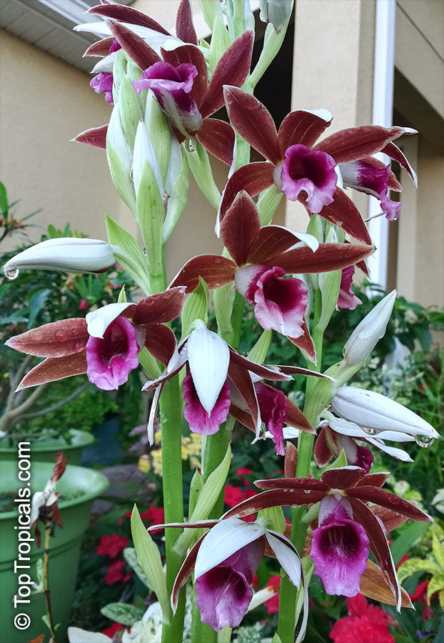 Phaius Tankervilleae (Swamp Orchid)