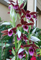 Phaius Tankervilleae (Swamp Orchid)