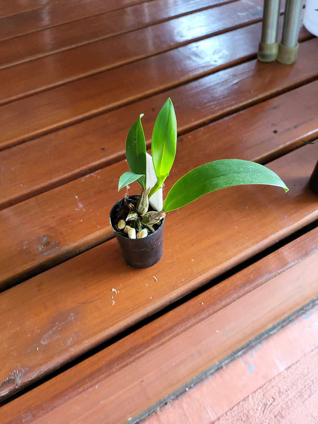 Den. Excelsa ( Macrophyllum  X Convolutum)