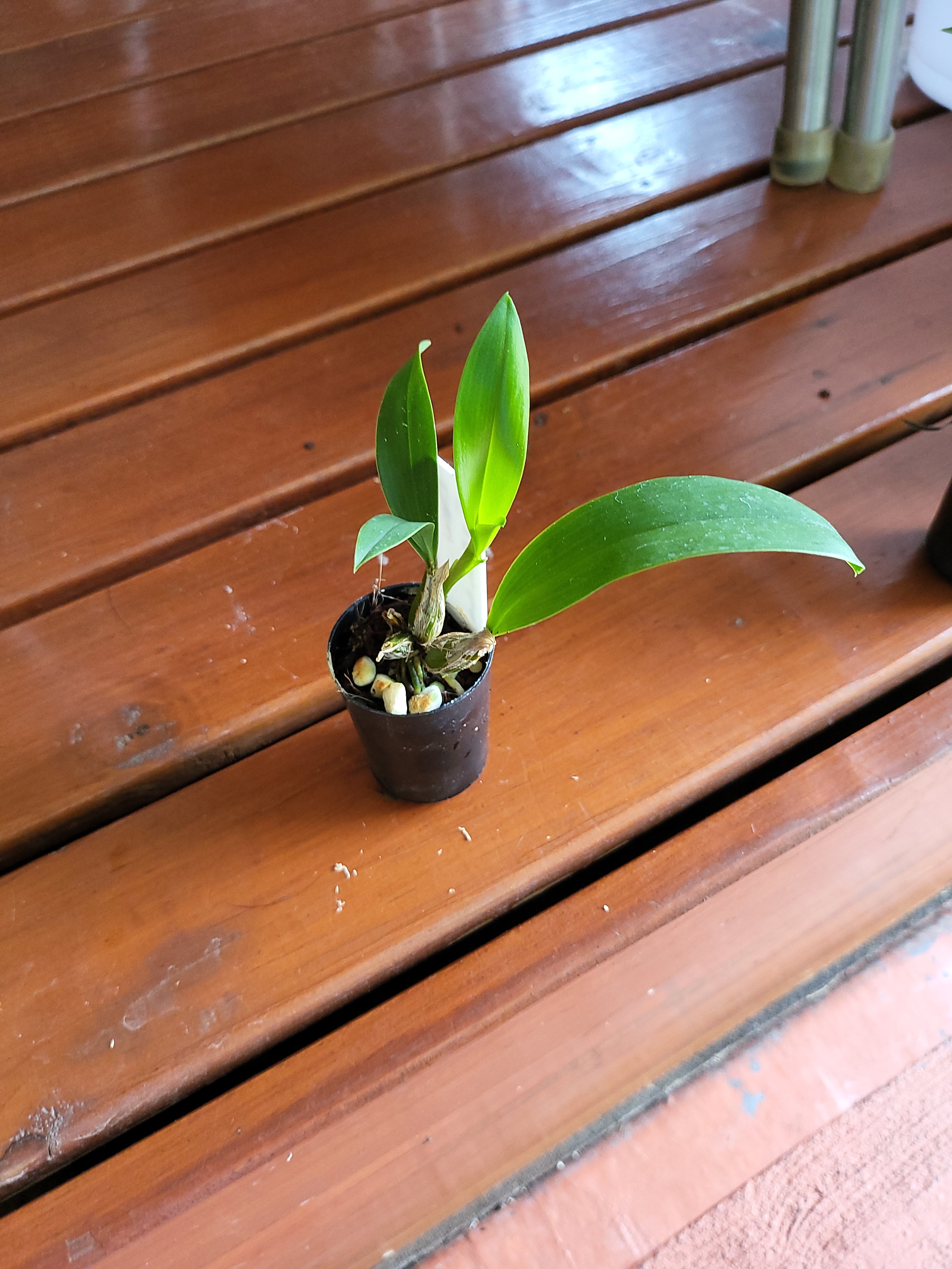 Den. Excelsa ( Macrophyllum  X Convolutum)
