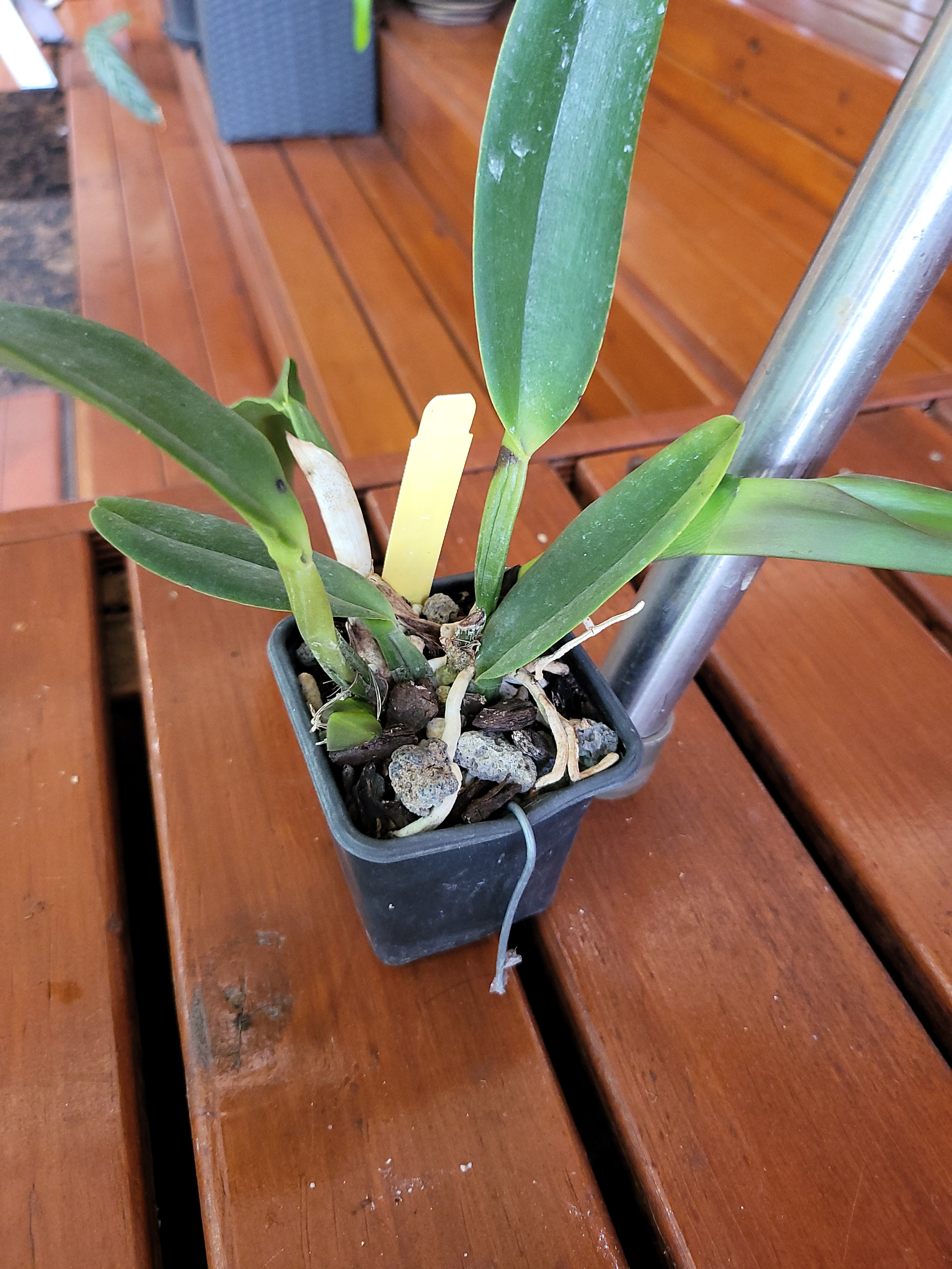 Rlc. Nakornchaisri Delight Secondary image