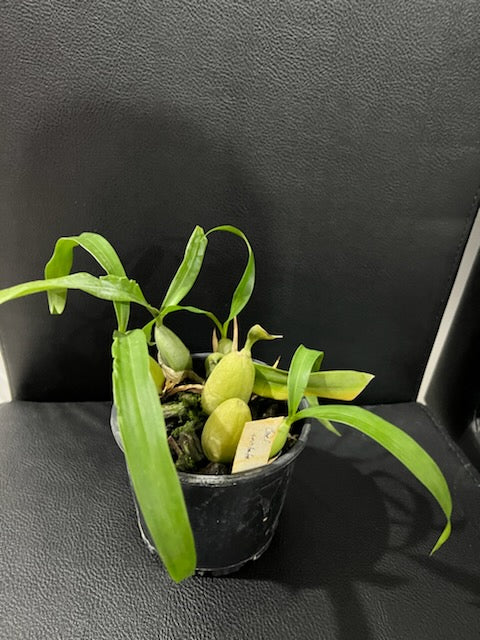 Coelogyne Cristata (Fragrant Species)