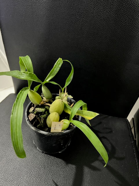 Coelogyne Cristata (Fragrant Species)