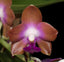 Phalaenopsis marriottiana (Species)
