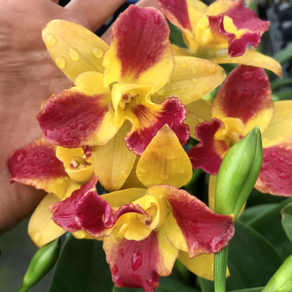 Cattleya Potinara Burana Beauty (Fragrant)