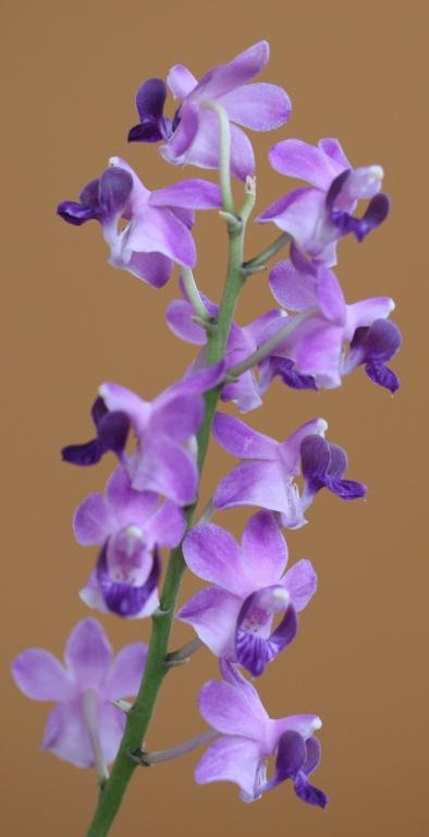 TOP Phalaenopsis ( Dor. ) pulcherrima 'Coerulea Splash' x sib Main image