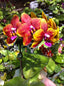 Phalaenopsis Allura 'Vesuvius' (Waxy Fragrant Novelty)