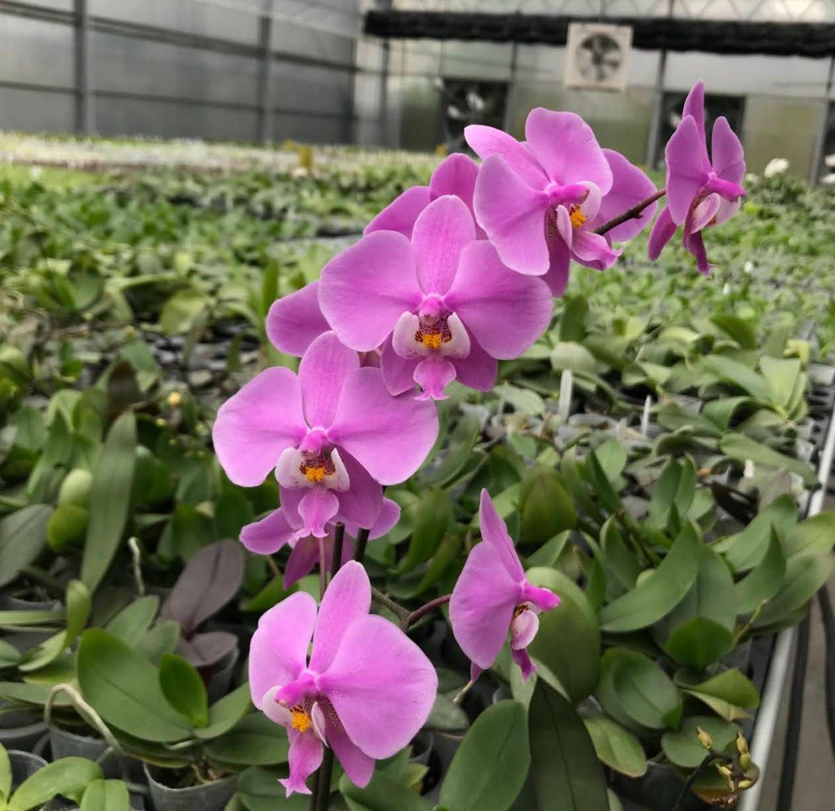 RARE Phal. schilleriana (wild Mindoro x Ten Shin #1 (4n)) – The