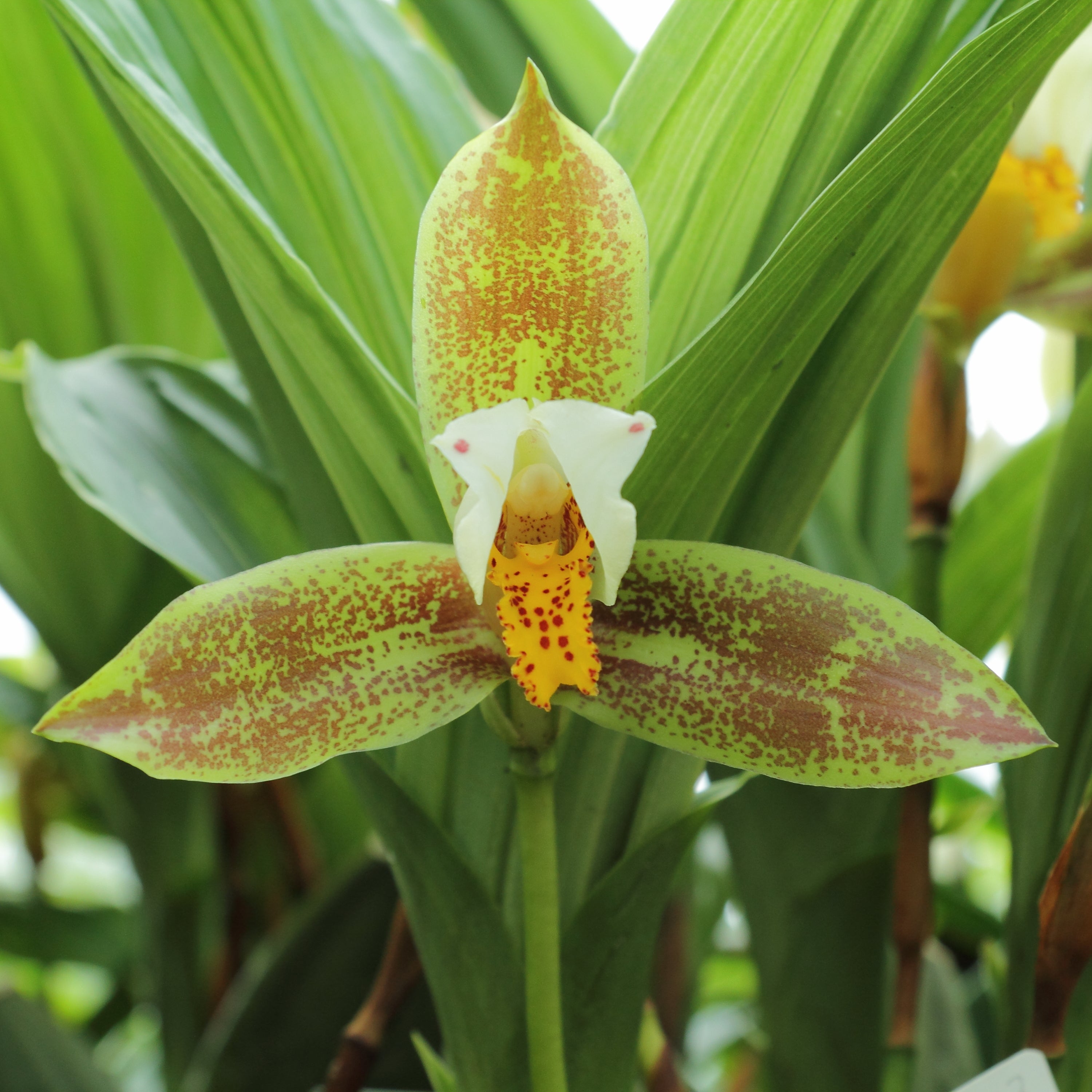 Lycaste dowiana x deppei (Fragrant Species From Mexico) Secondary image