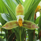 Lycaste deppei x Lycaste Kiama '123' (FLASK 25+ PLANTS)