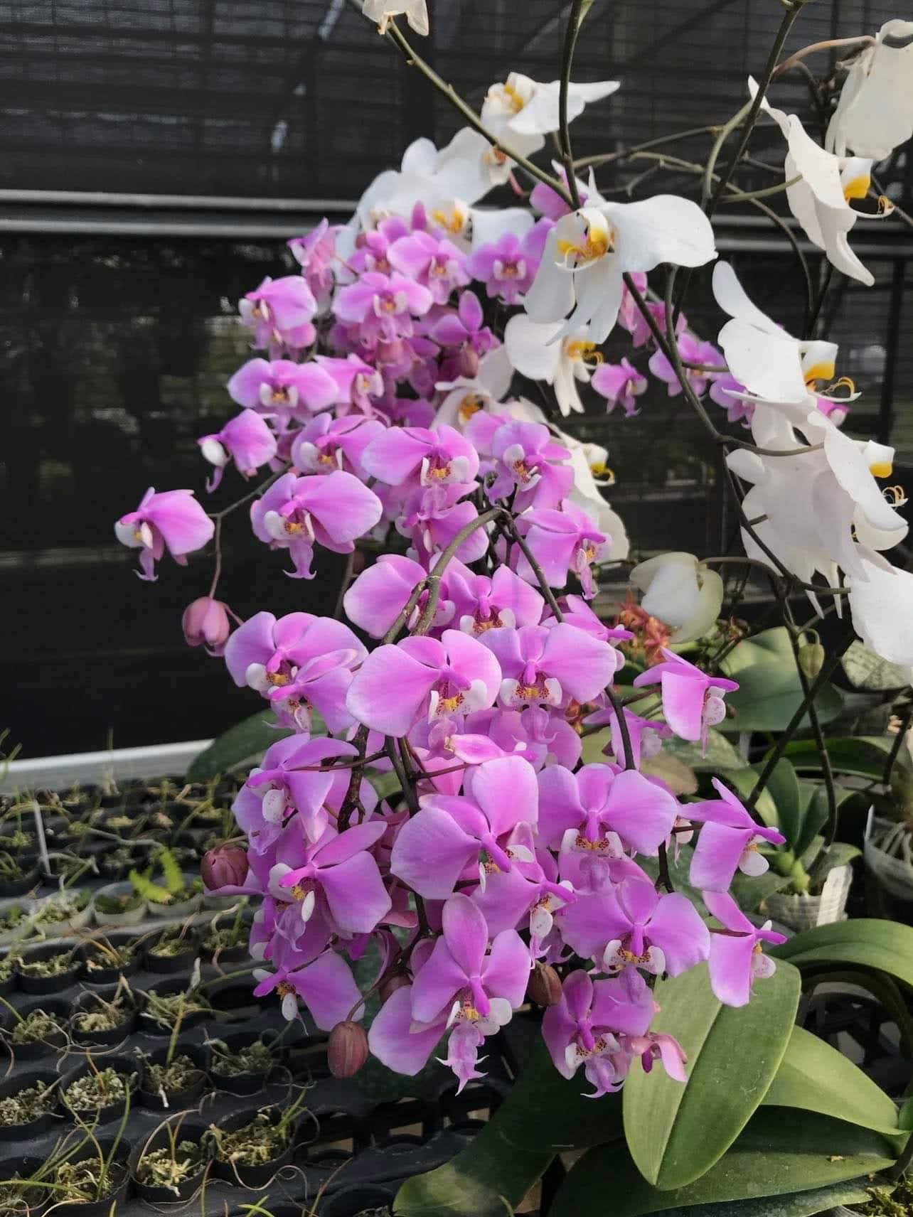 RARE Phal. schilleriana (wild Mindoro x Ten Shin #1 (4n)) – The