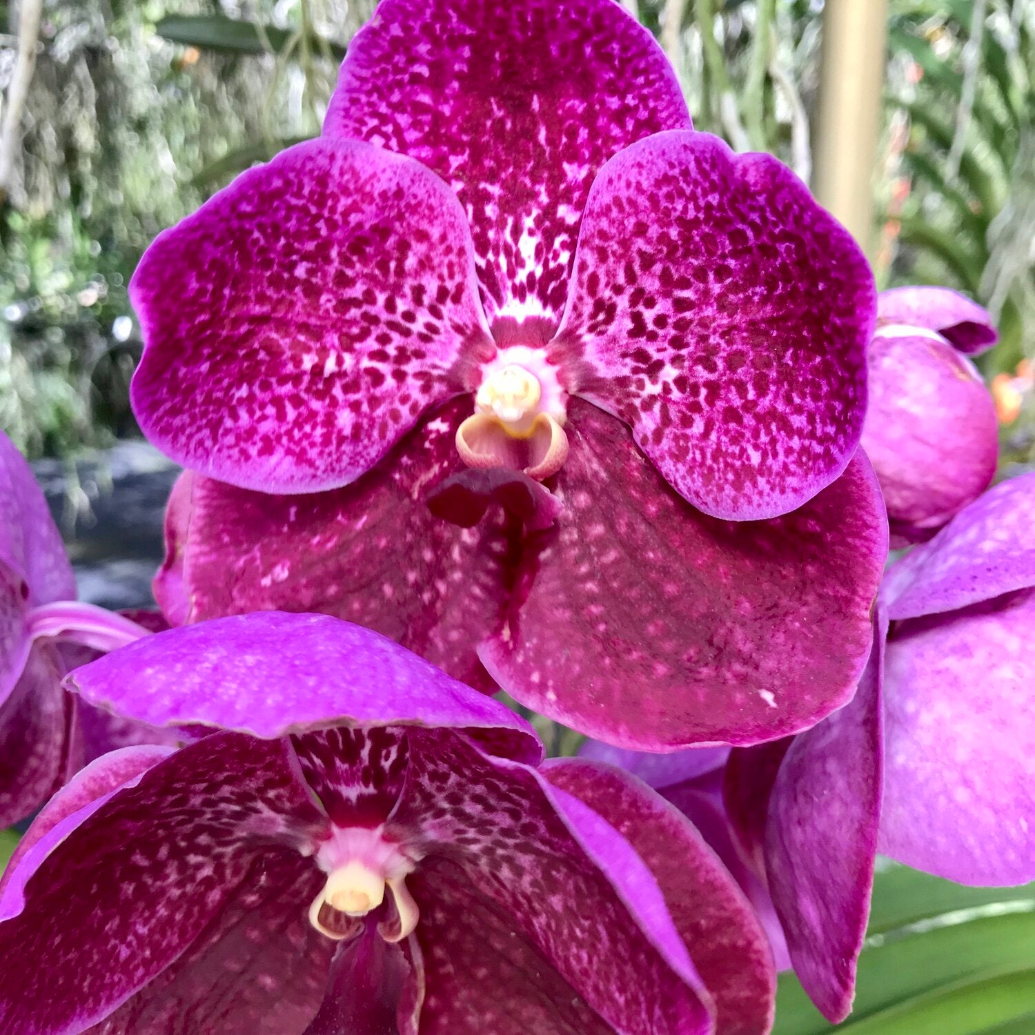 Vanda Robert's Delight 'Pink' - IN BUDS Main image