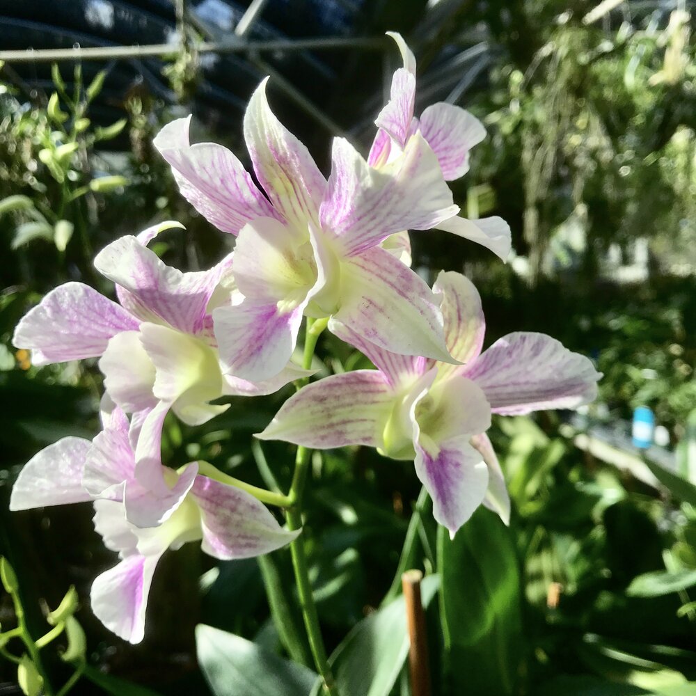 Dendrobium Silver Wings Main image