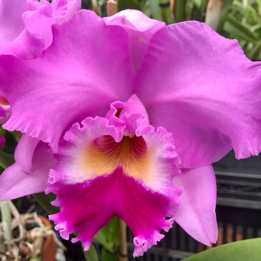 Cattleya Mami Akatsuka 'Volcano Queen X Lc. Luminosa 'Medellin' 4n