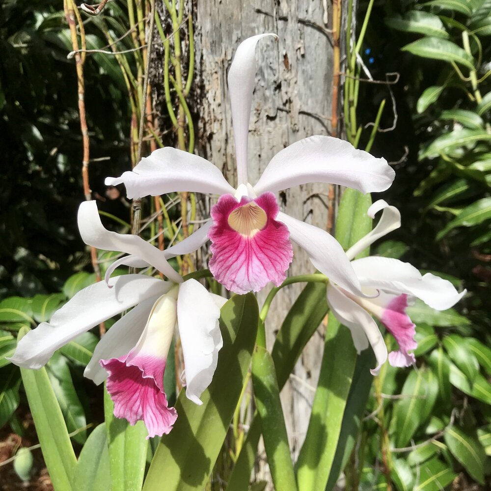 Laelia purpurata v. carnea (Fragrant Species)