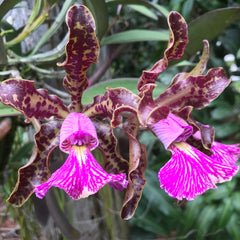 Cattleya Schilleriana (FRAGRANT AND RARE SPECIES) EXTINCT IN NATURE!