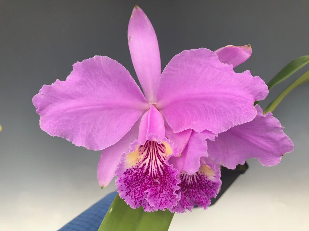 TOP Flask - Cattleya lueddemanniana f. flomea