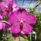 Vanda Noppadol Delight (IN SPIKE NOW)