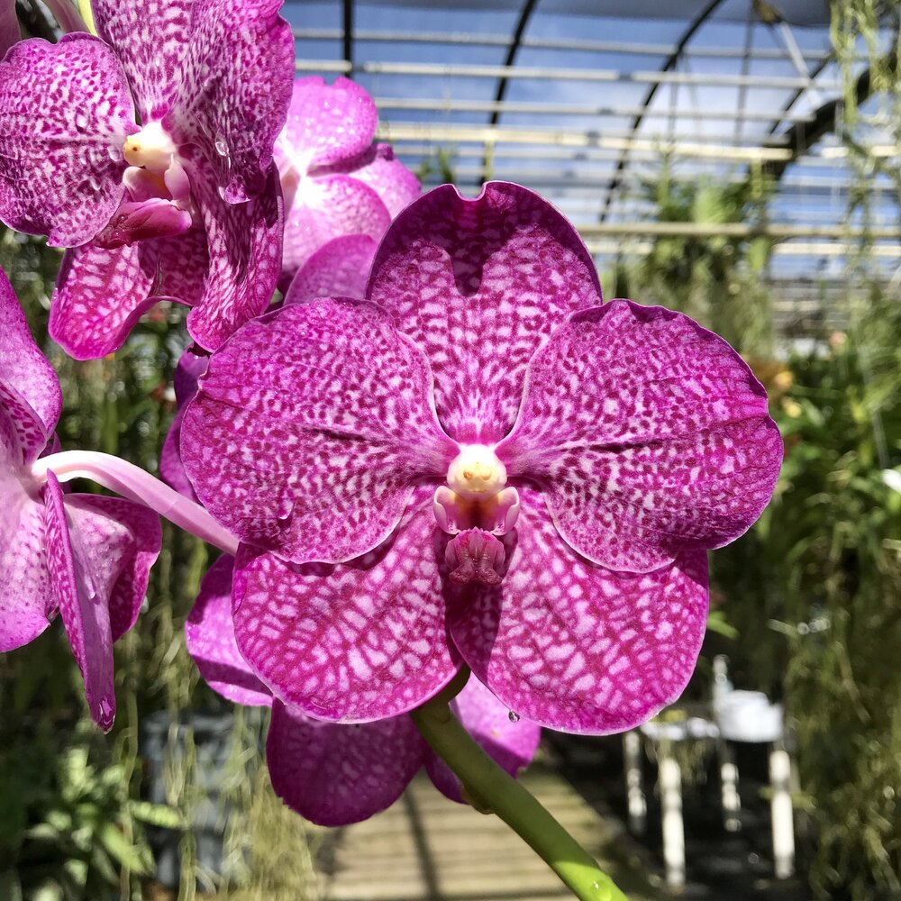 Vanda Noppadol Delight