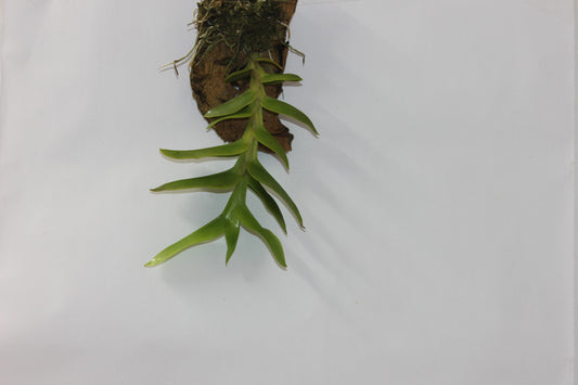 Thrixspermum Pensile