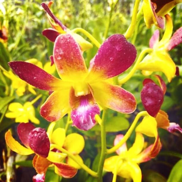 Dendrobium gift by god (Easy To Grow Orchid) Main image