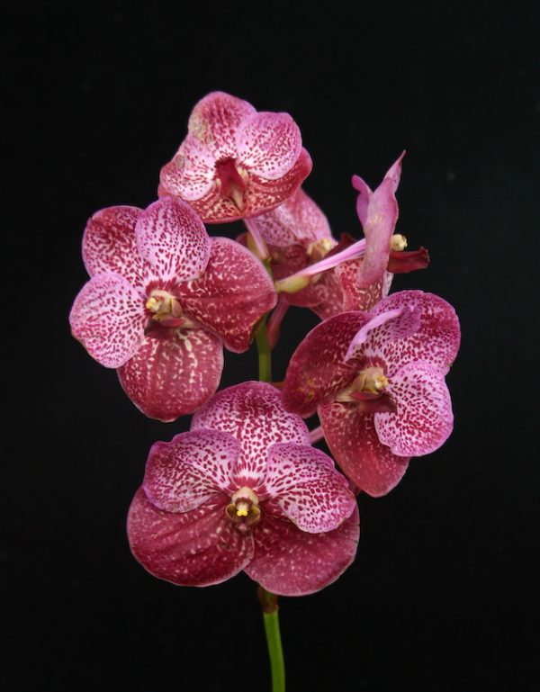 Vanda Taweewan -V. Pakchong Blue Main image