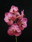 Vanda Taweewan -V. Pakchong Blue