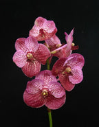 PACK OF 8 VANDA HYBRID SEEDLINGS