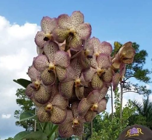 Ascda. Kulwadee Fragrance No.22 Main image