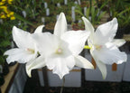 Laelia anceps 'White Marble' X L. anceps f. petaloid 'Jody'