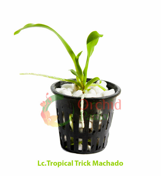 Lc.Tropical Trick Machado